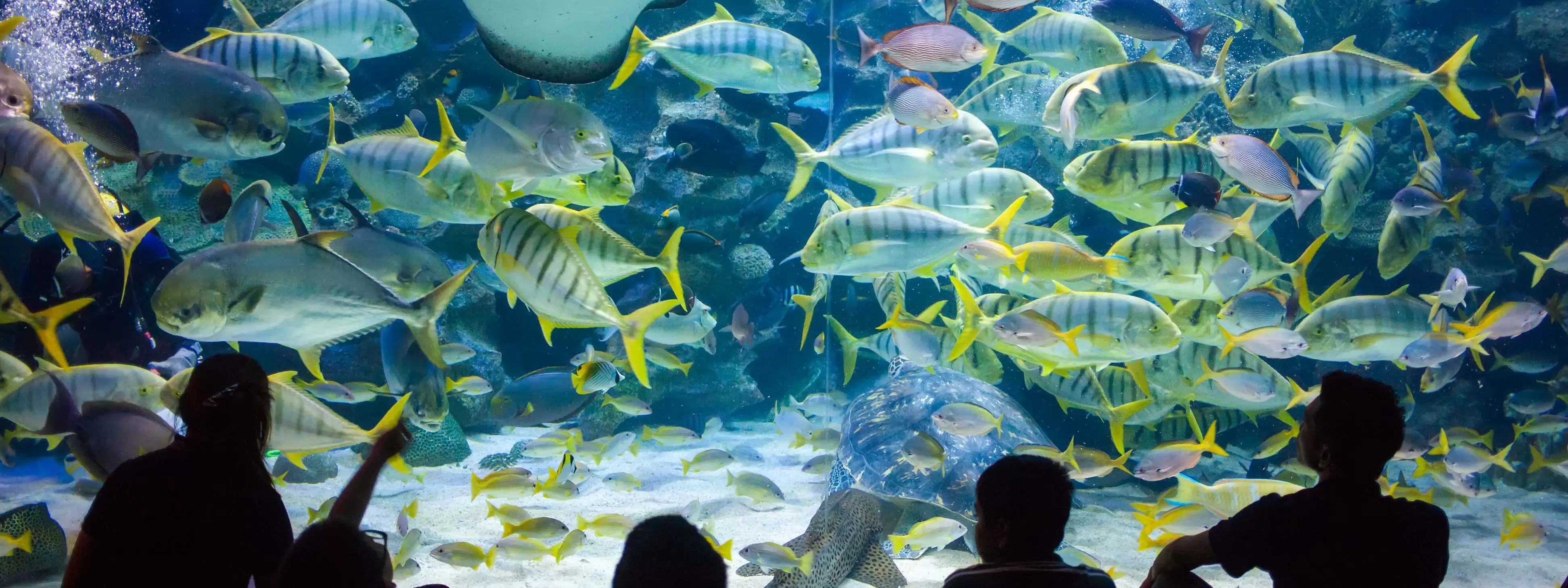 Children visiting the KL aquarium looking at very colourful fish